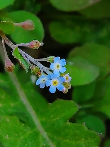 Trigonotis peduncularis