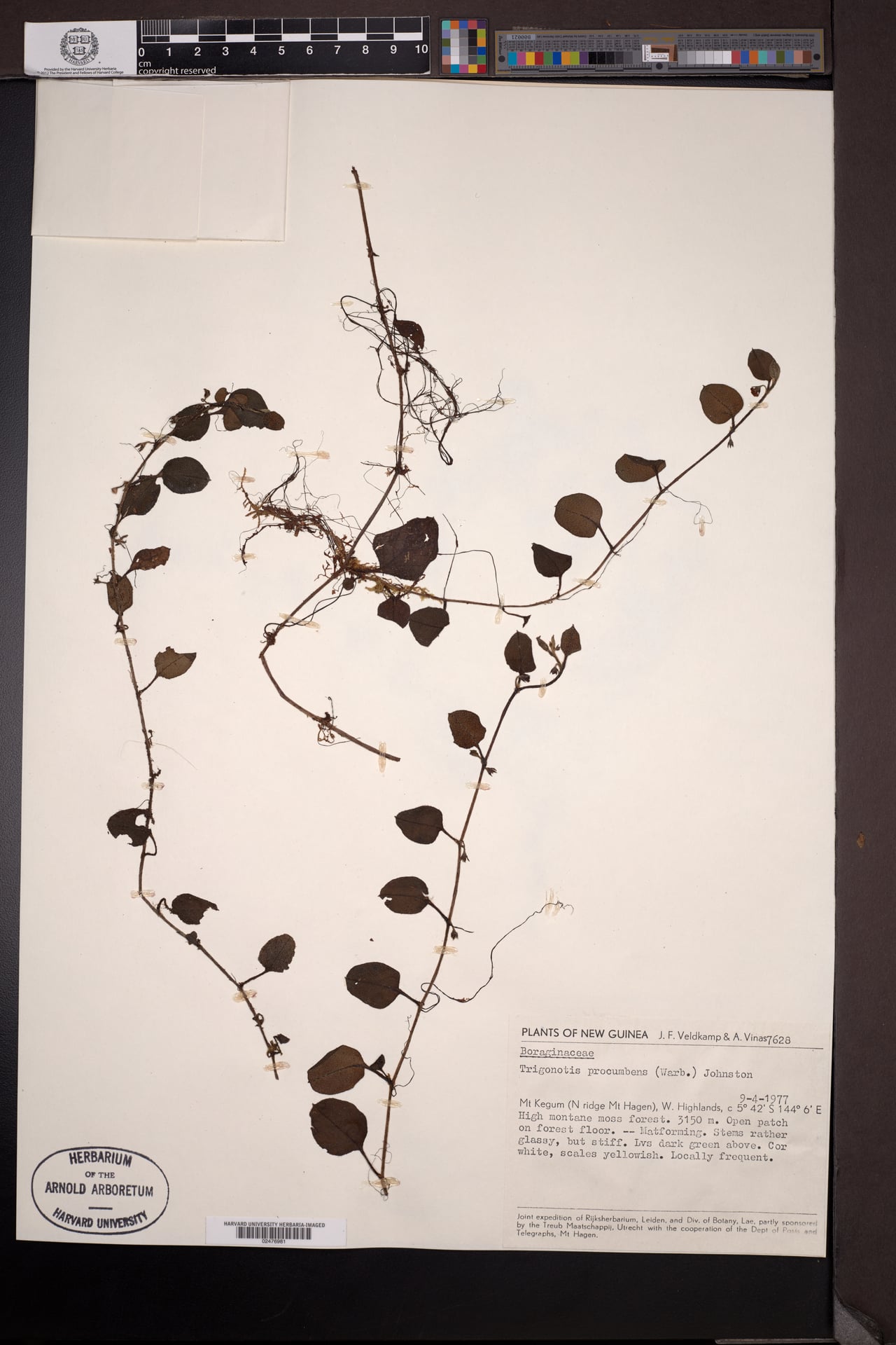Trigonotis procumbens (Waterleaf) — photo