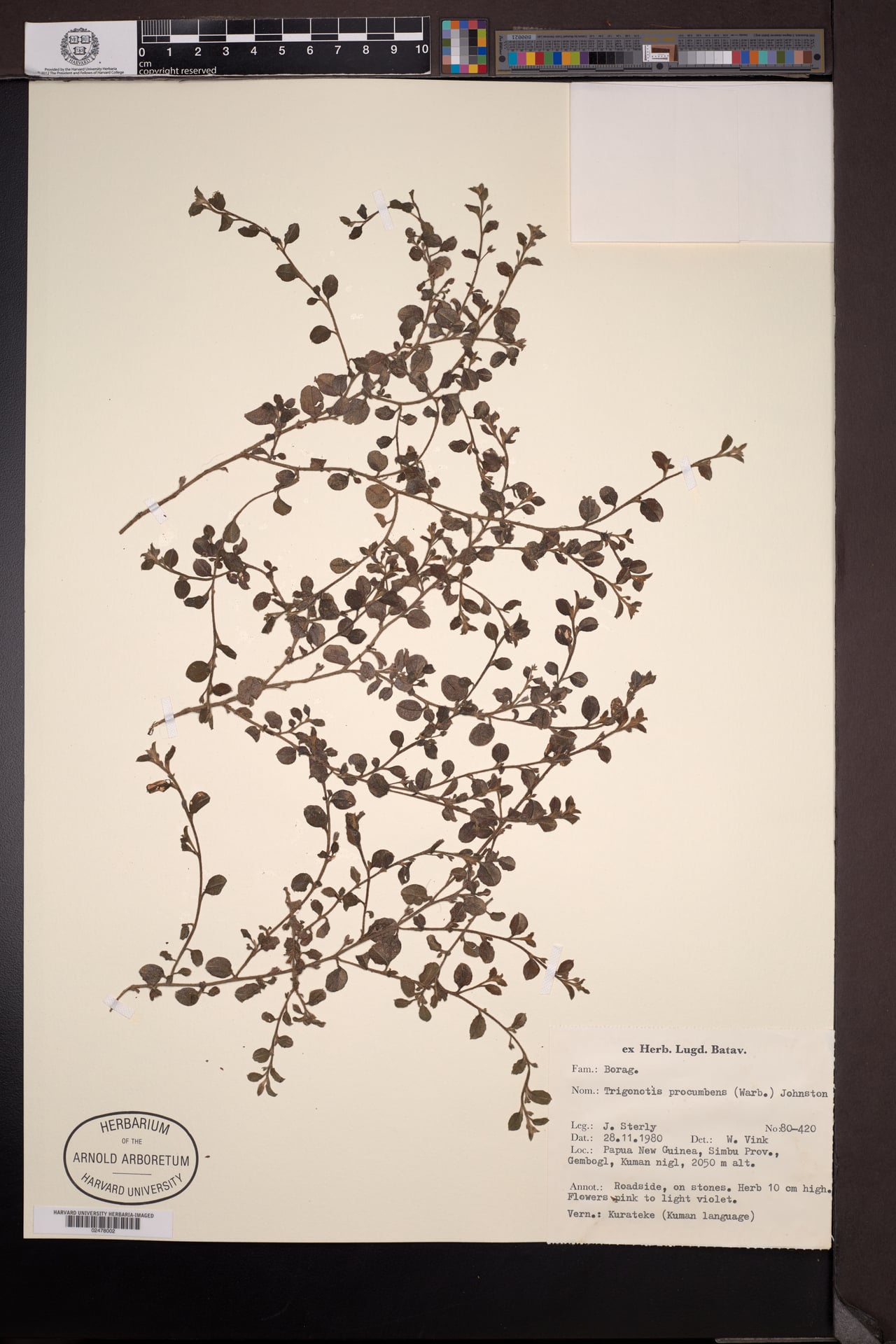 Trigonotis procumbens