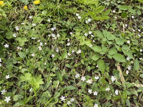 Trigonotis radicans — photo