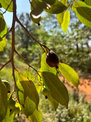 Trilepisium madagascariense (False fig) — photo