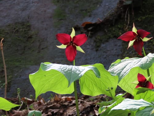 Trillium erectum (Beth root) — photo