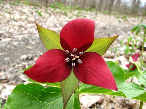 Trillium erectum (Beth root) — photo