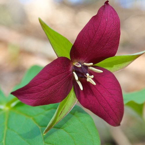Trillium erectum
