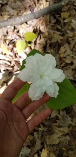 Trillium grandiflorum (White trilium) — photo