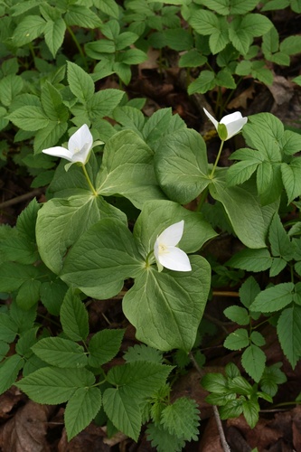Trillium kamtschaticum — photo
