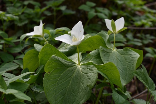 Trillium kamtschaticum — photo