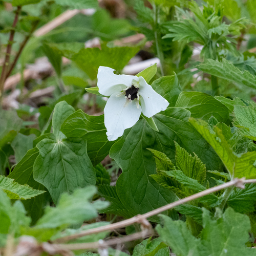 Trillium kamtschaticum