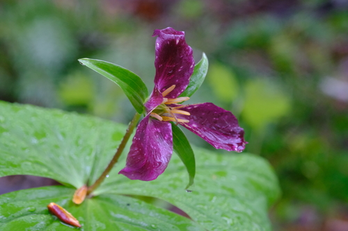Trillium ovatum (Wakerobin) — photo