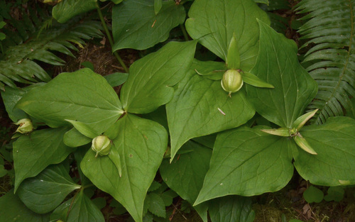 Trillium ovatum (Wakerobin) — photo
