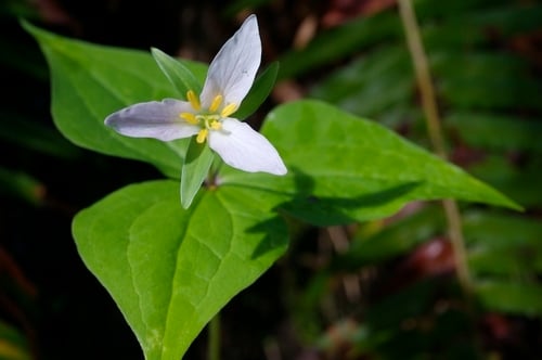Trillium ovatum