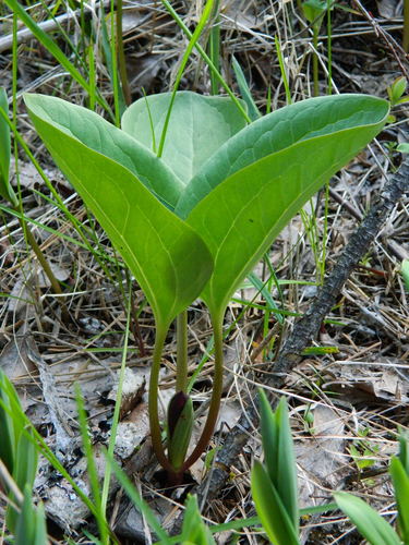 Trillium petiolatum (Idaho trillium) — photo