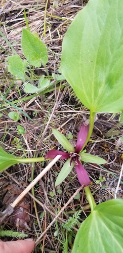 Trillium petiolatum (Idaho trillium) — photo