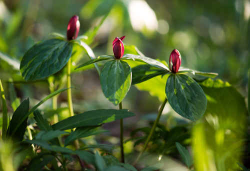Trillium sessile (Toadshade) — photo