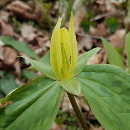 Trillium sessile (Toadshade) — photo