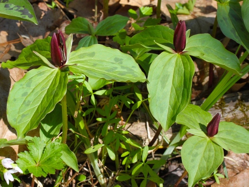 Trillium sessile