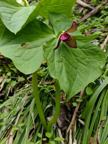 Trillium smallii (Enrei-So) — photo
