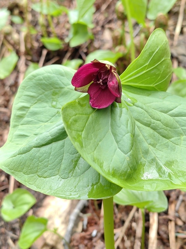 Trillium smallii
