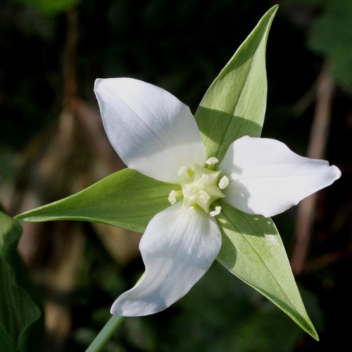 Trillium tschonoskii (Yan ling cao) — photo