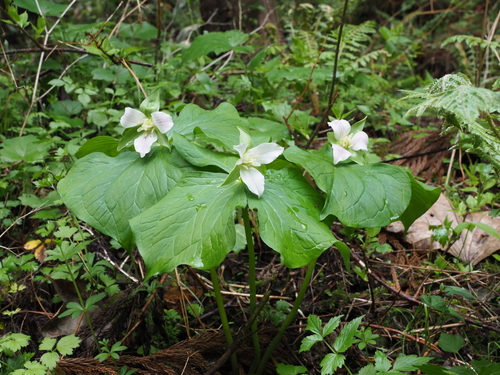 Trillium tschonoskii (Yan ling cao) — photo