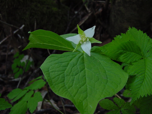 Trillium tschonoskii