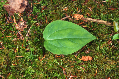 Trillium undulatum (Painted trillium) — photo