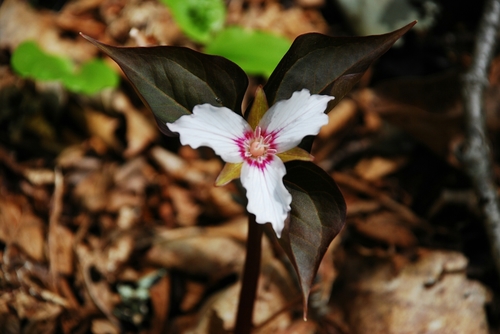 Trillium undulatum (Painted trillium) — photo