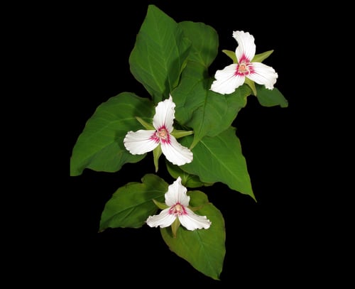 Trillium undulatum