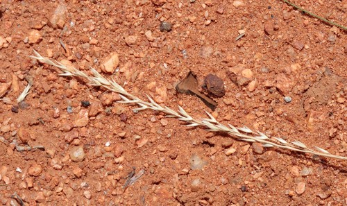 Triodia epactia