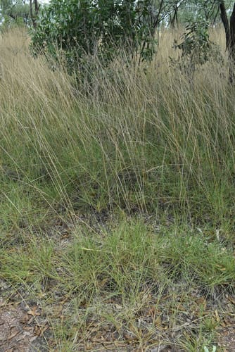 Triodia pungens (Soft spinifex) — photo
