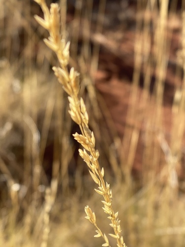 Triodia pungens