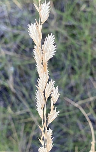 Triodia wiseana (Limestone spinifex) — photo