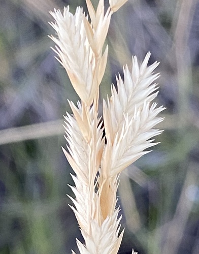 Triodia wiseana