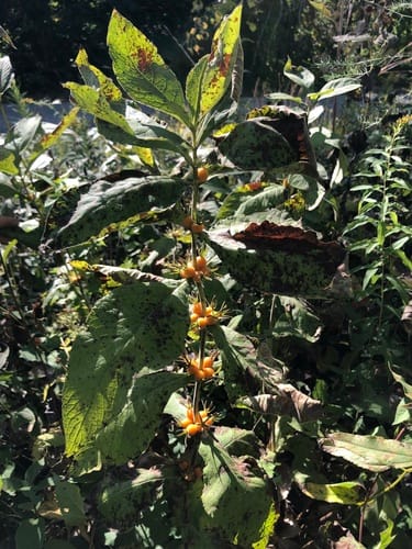 Triosteum perfoliatum (Fever root) — photo