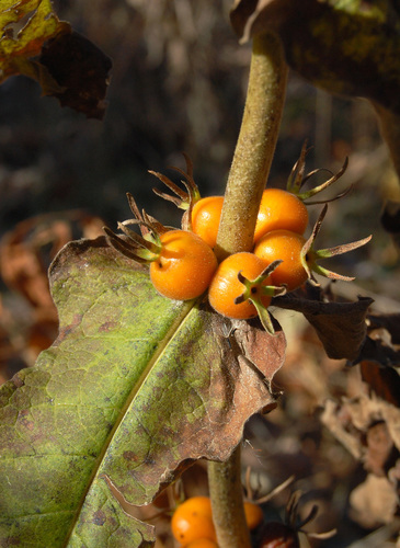 Triosteum perfoliatum var. aurantiacum