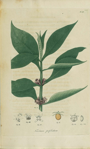 Triosteum perfoliatum var. aurantiacum (Wild coffee) — photo