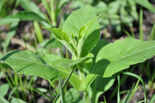 Triosteum perfoliatum