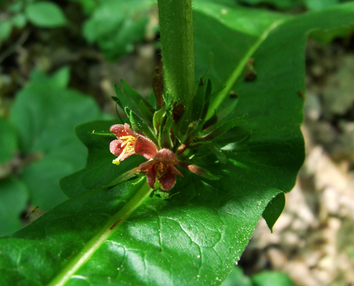 Triosteum perfoliatum (Fever root) — photo