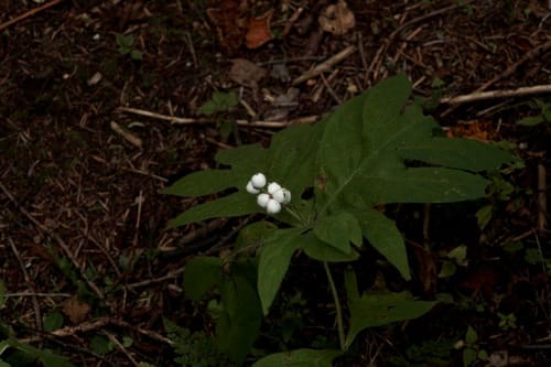 Triosteum pinnatifidum — photo