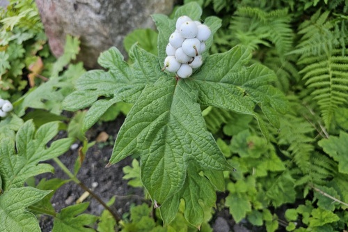 Triosteum pinnatifidum