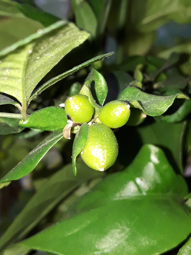 Triphasia trifolia (Lime berry) — photo