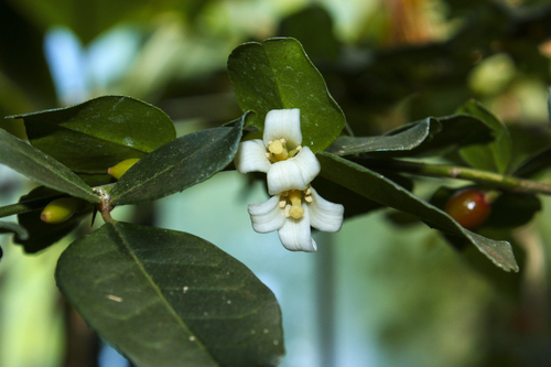 Triphasia trifolia (Lime berry) — photo