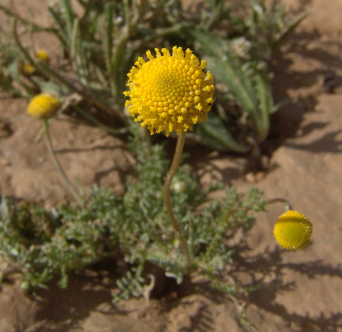 Tripleurospermum auriculatum — photo