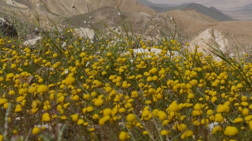 Tripleurospermum auriculatum