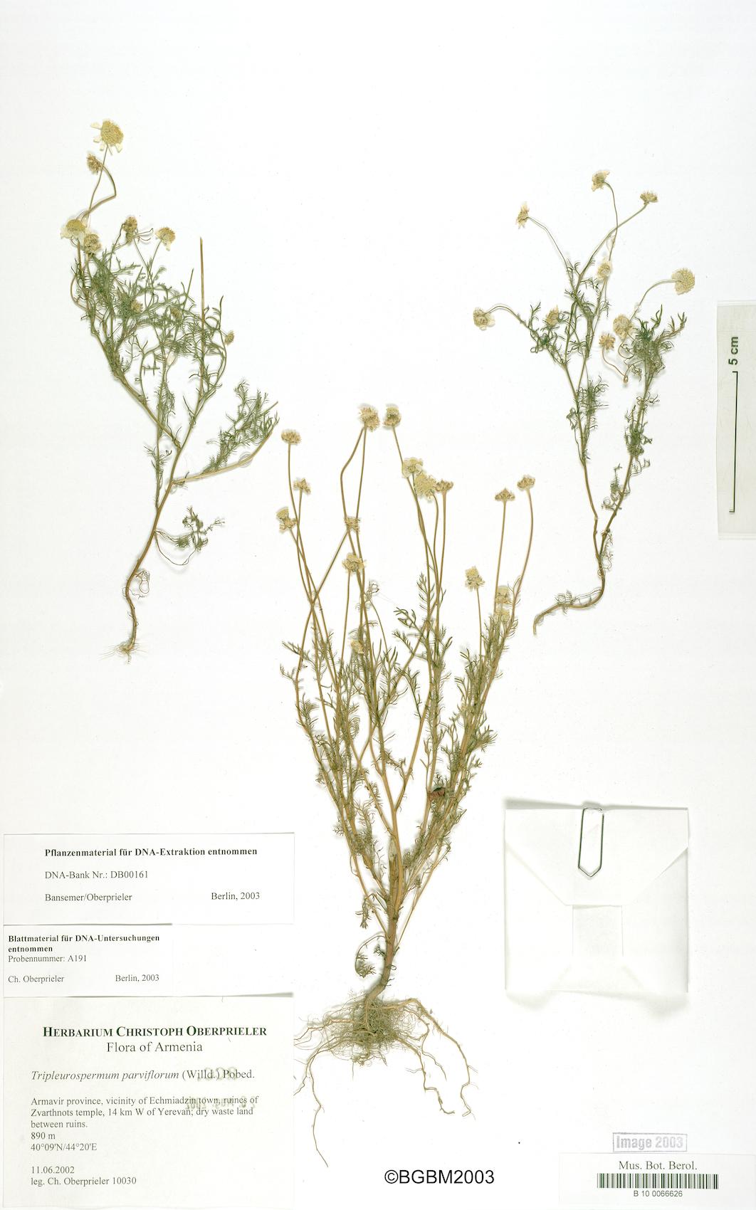 Tripleurospermum parviflorum — photo
