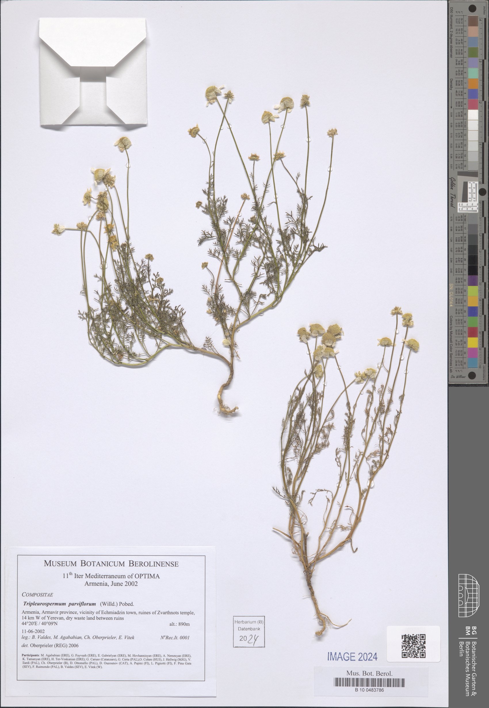 Tripleurospermum parviflorum — photo