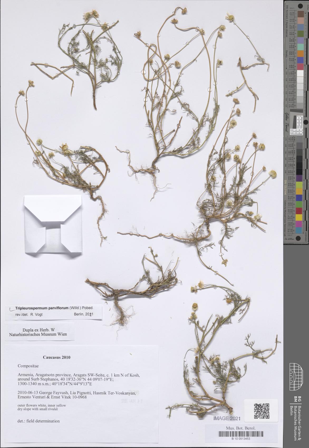 Tripleurospermum parviflorum