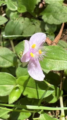 Tripogandra diuretica (Spiderwort purple) — photo
