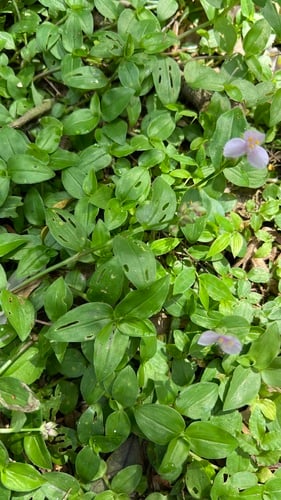 Tripogandra diuretica (Spiderwort purple) — photo