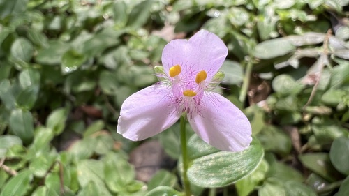 Tripogandra diuretica